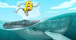 Crypto Cá voi là gì? Hé lộ quyền lực ngầm của “ông lớn” chi phối thị trường tiền mã hóa