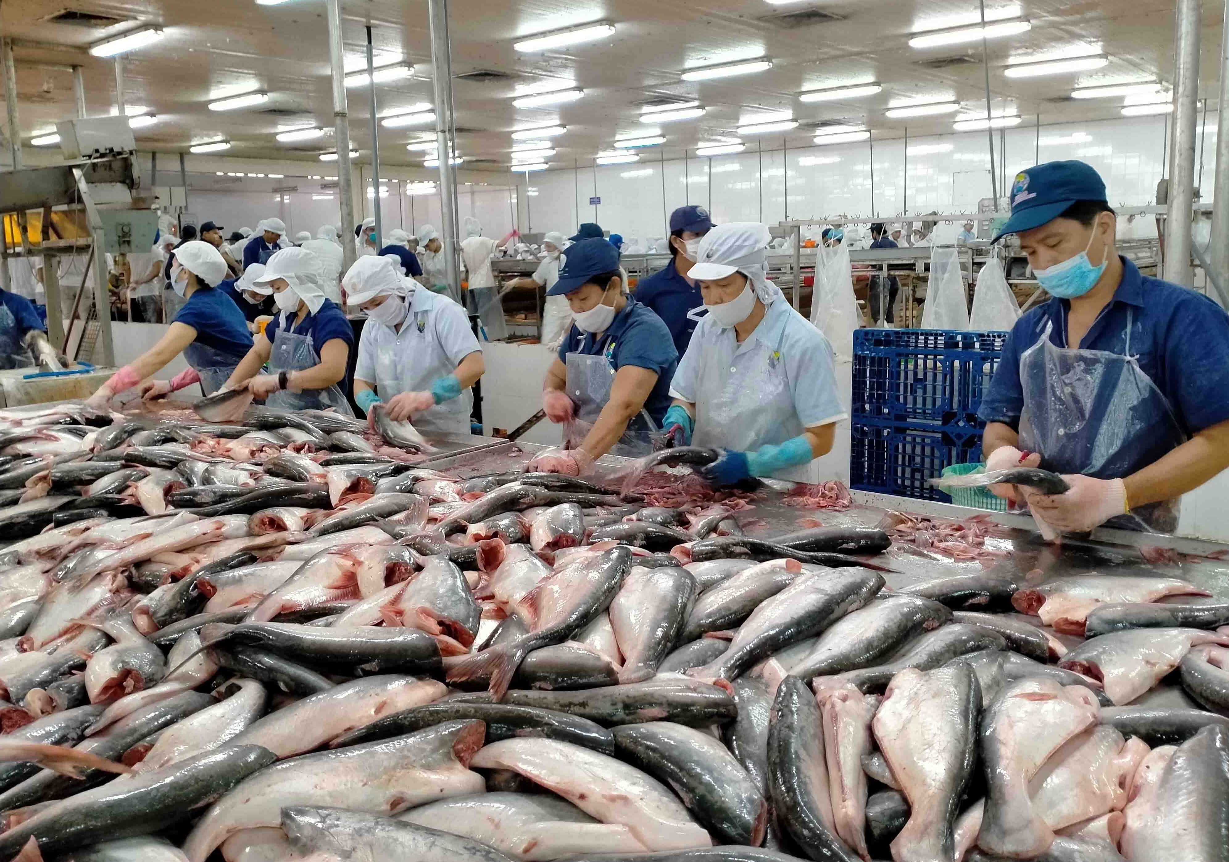 Đồng Tháp chủ động giải pháp nâng tầm ngành hàng cá tra