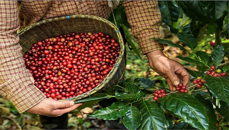Xuất khẩu cà phê 8 tháng đạt 6,42 tỷ USD, tăng mạnh 59%