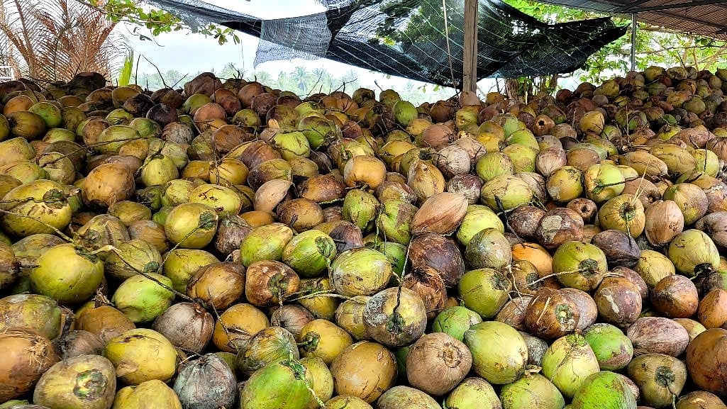 Dừa khô lập kỷ lục giá mới, tăng gần 120% so với đầu năm