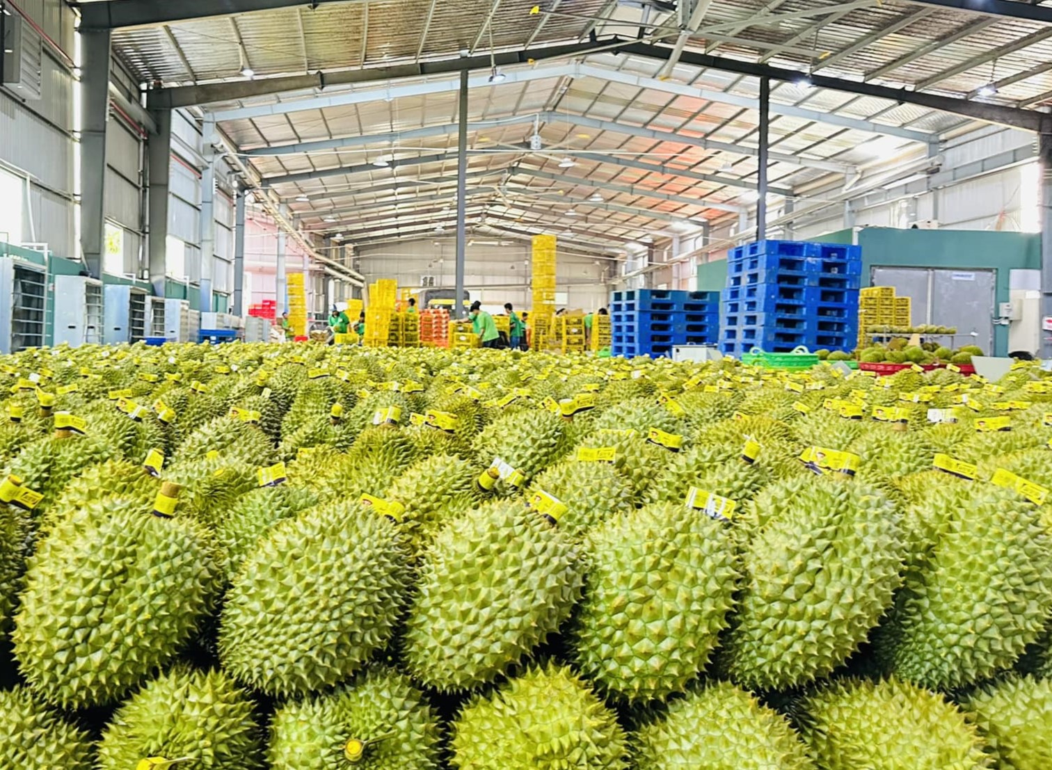 Xuất khẩu rau quả lập kỷ lục, tiến gần mốc 8 tỷ USD